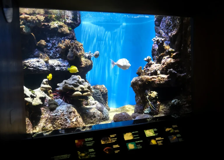 aquarium-slide-5